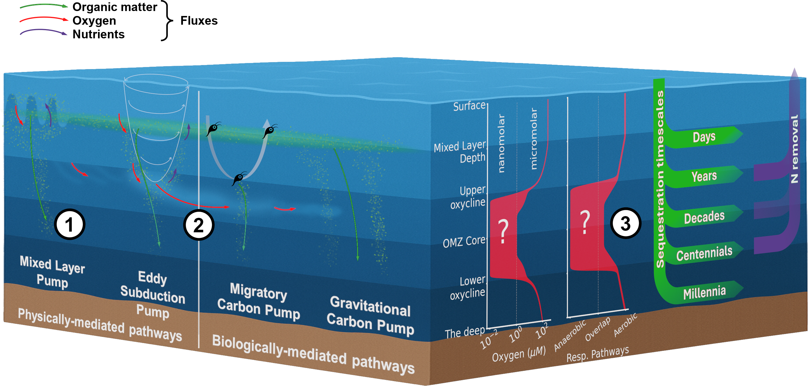 Fluxes in low oxygen regions